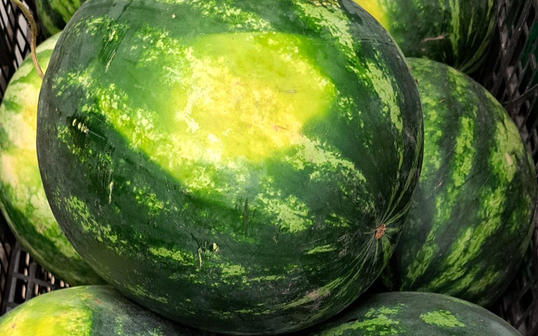 Greek vocab: Watermelon